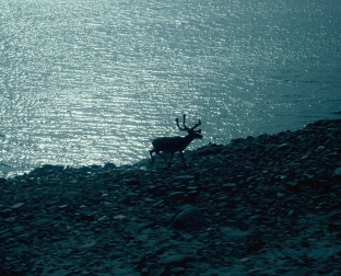 A caribou making landfall after crossing the Inglis River in the Arctic Circle. 