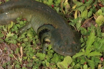 Adult “neotenic” salamander found at Pantex