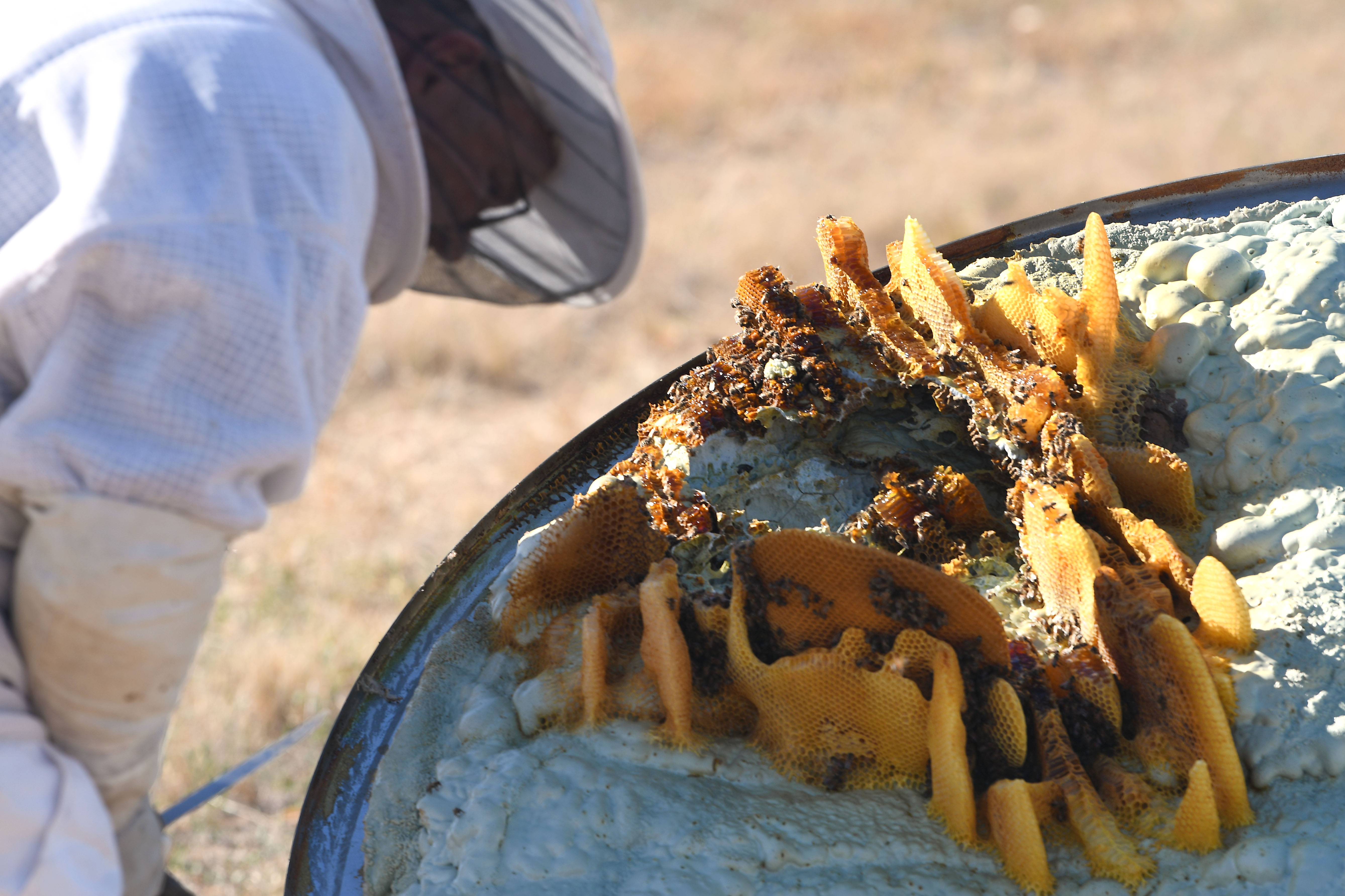 This hive created a safety hazard for personnel
