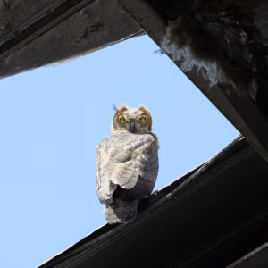 A great horned owl perches on a building. 